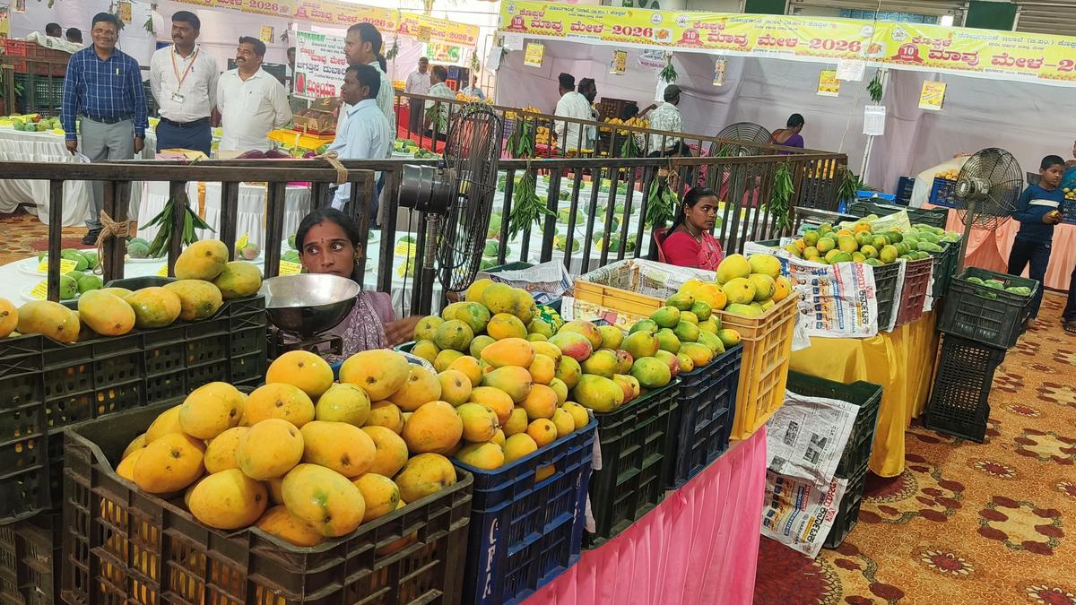 Koppal Mango Fair opens, offers wide variety of the fruit and related products