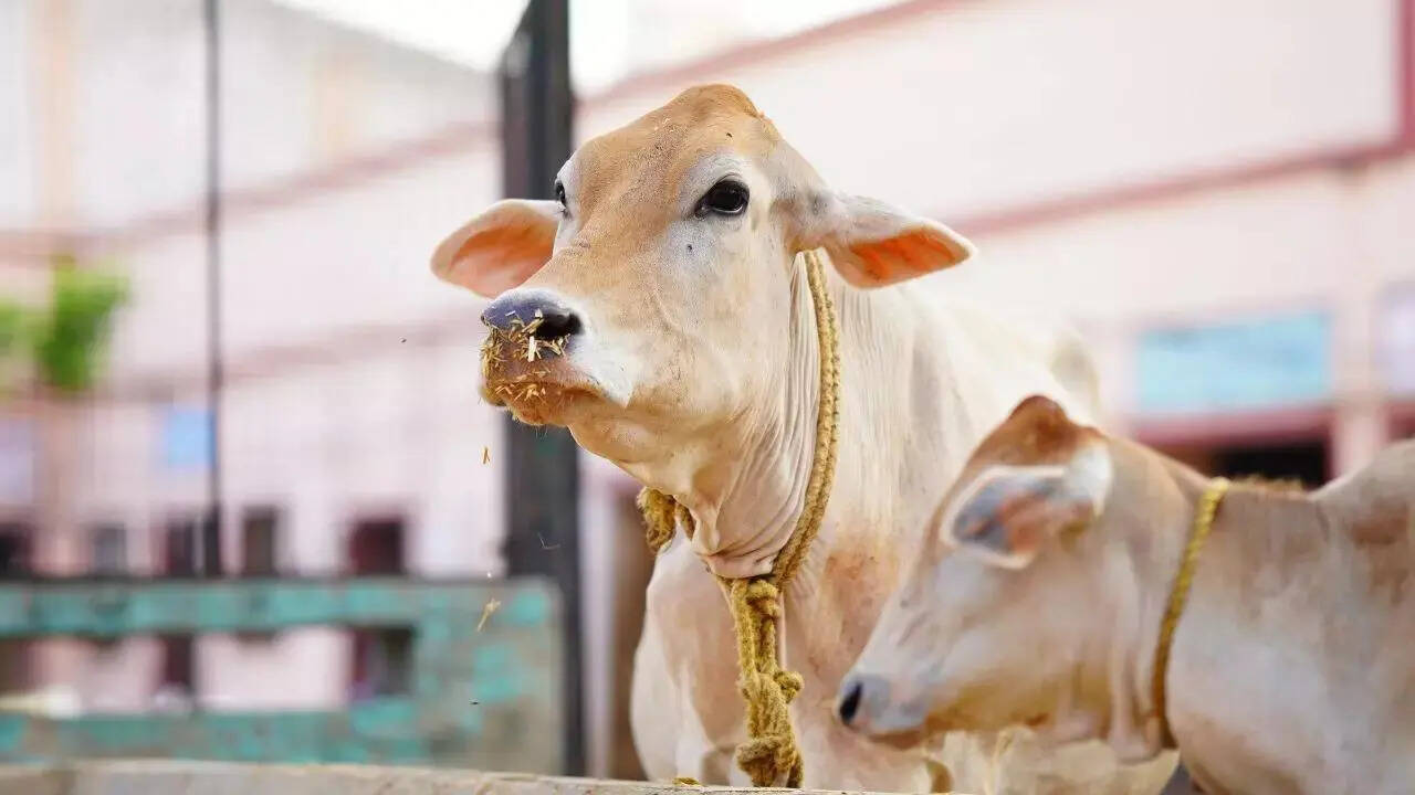 SC bins plea for urgent hearing to implement ban on cow slaughter