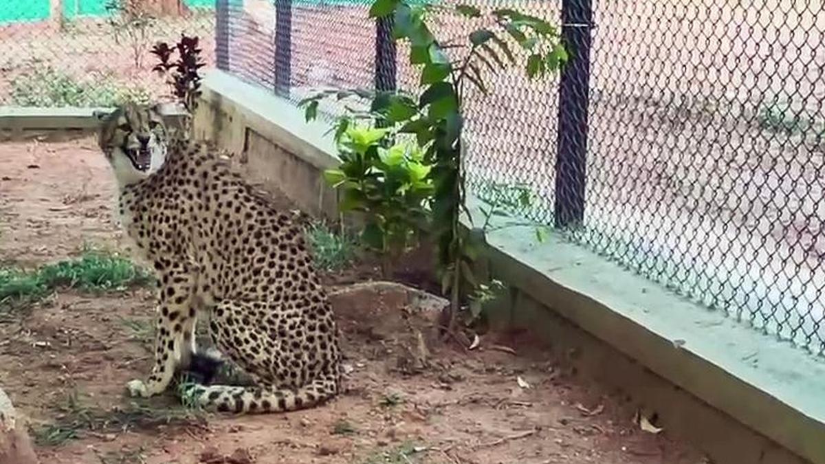 Public can view South African Cheetahs from June 4 at Bannerghatta Biological Park