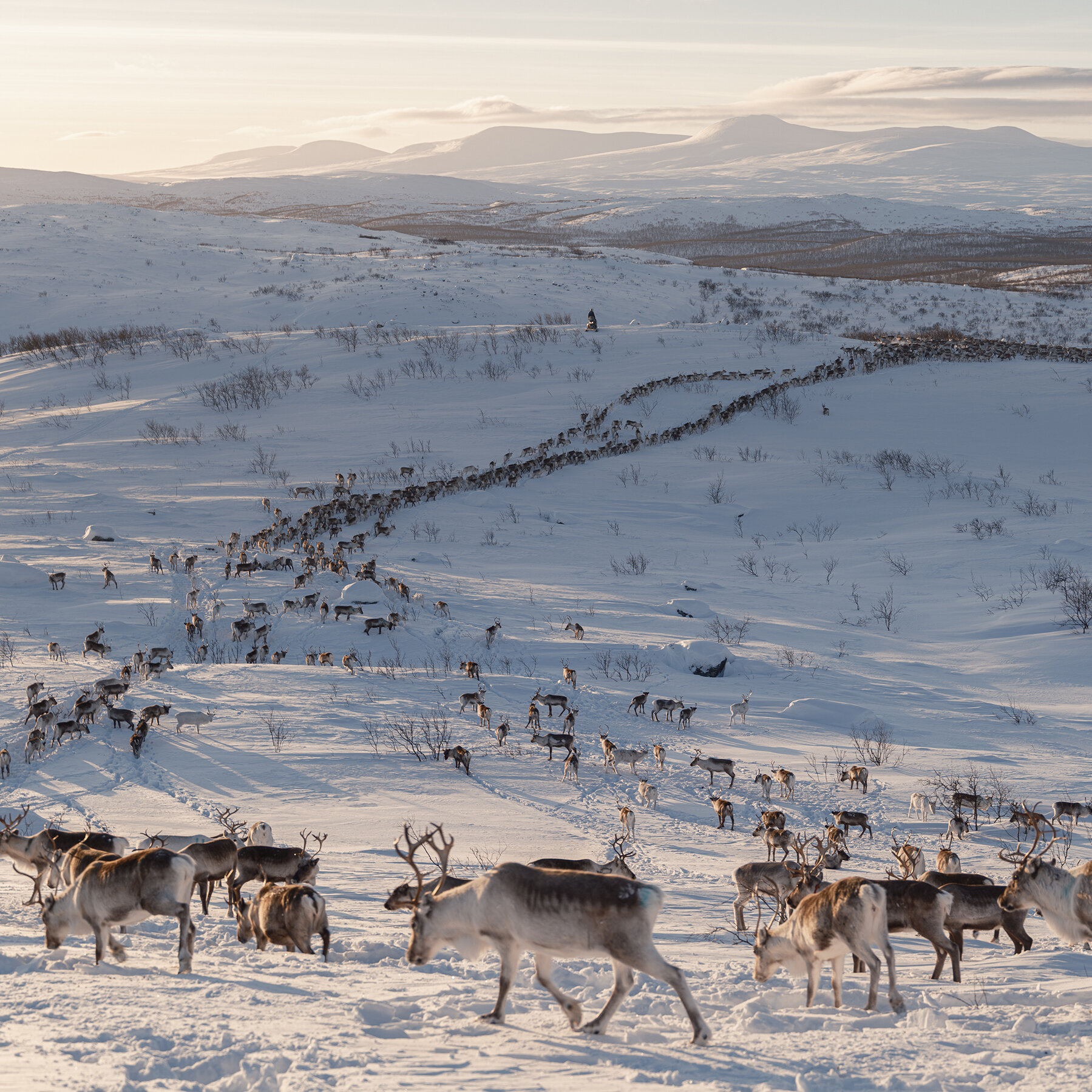 Europe’s Green-Energy Future Has a Reindeer Problem