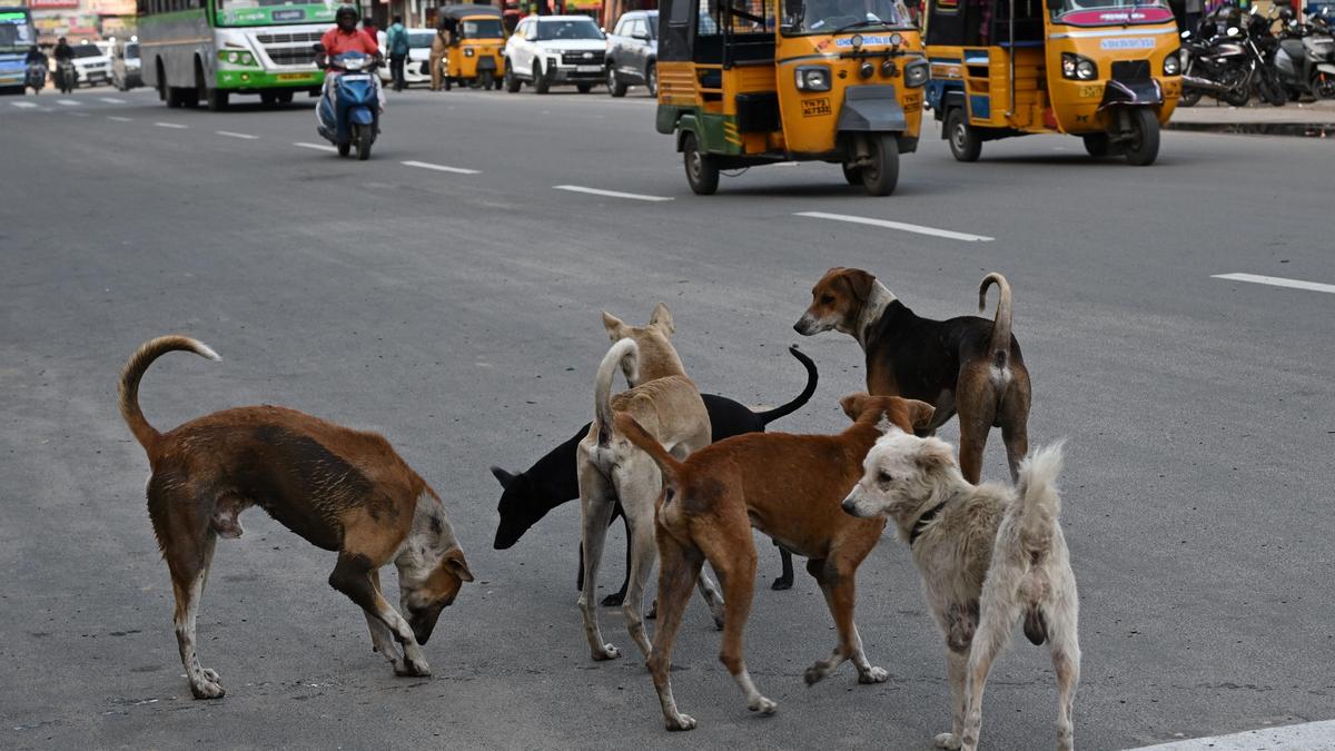 Supreme Court refuses to modify its order on relocation, sterilisation of stray dogs