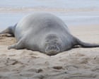Tourist accused of hurling rock at endangered Hawaiian seal was trying to protect sea turtles, lawyer says