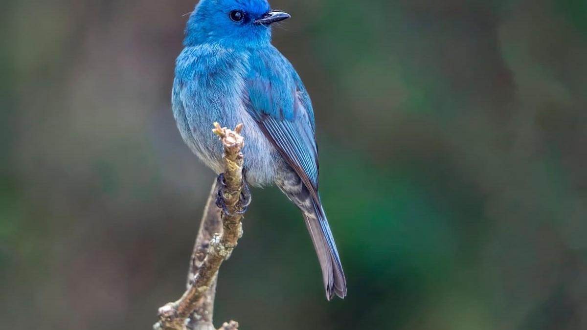Sringeri is a refuge for endemic and threatened bird species, finds Andhra Pradesh researcher