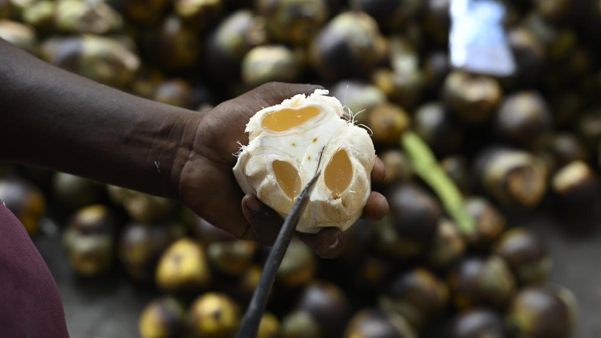 Ice apples: Summer delicacy for people, seasonal business for vendors and toddy tappers in Telangana