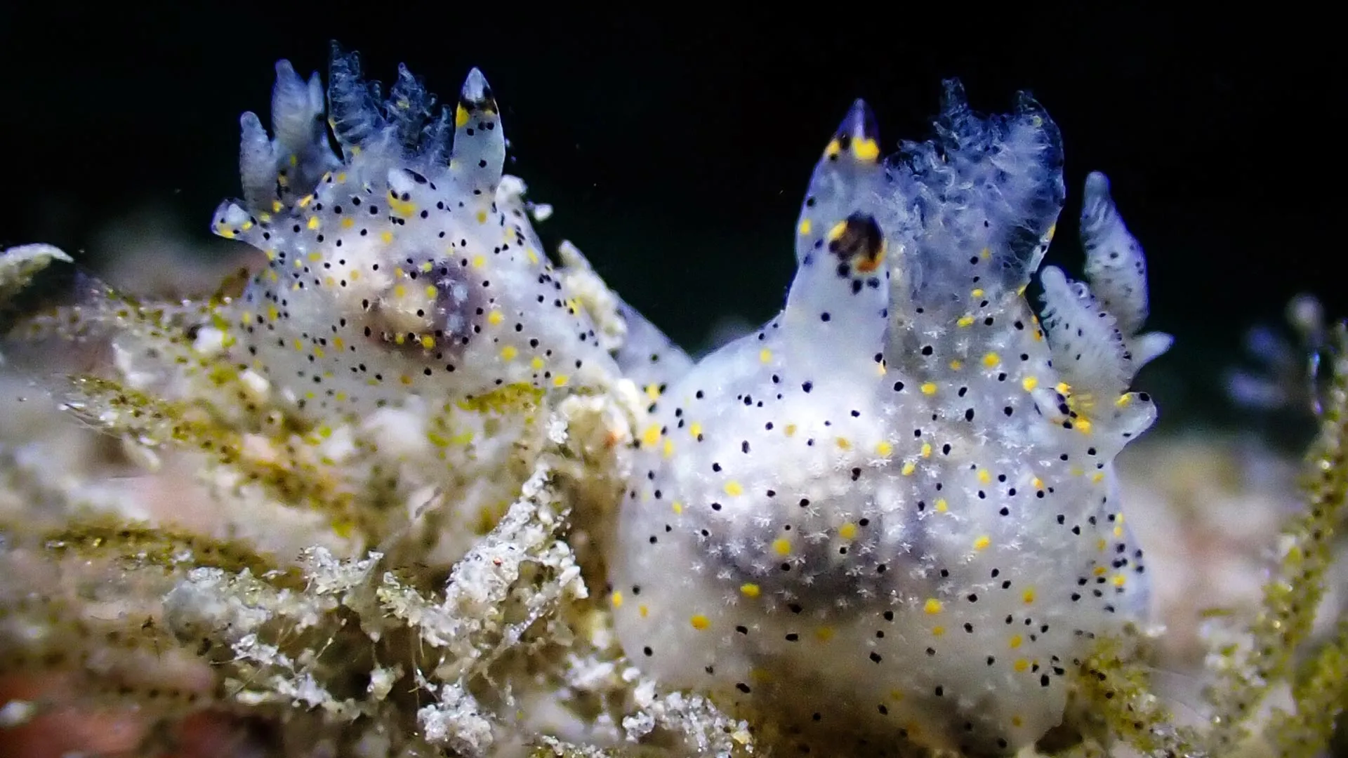 Tiny “sesame” sea slug discovered in Taiwan turns out to be a new species