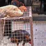 Varanasi civic body approves shifting of meat, fish shops to city outskirts