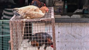 Varanasi civic body approves shifting of meat, fish shops to city outskirts