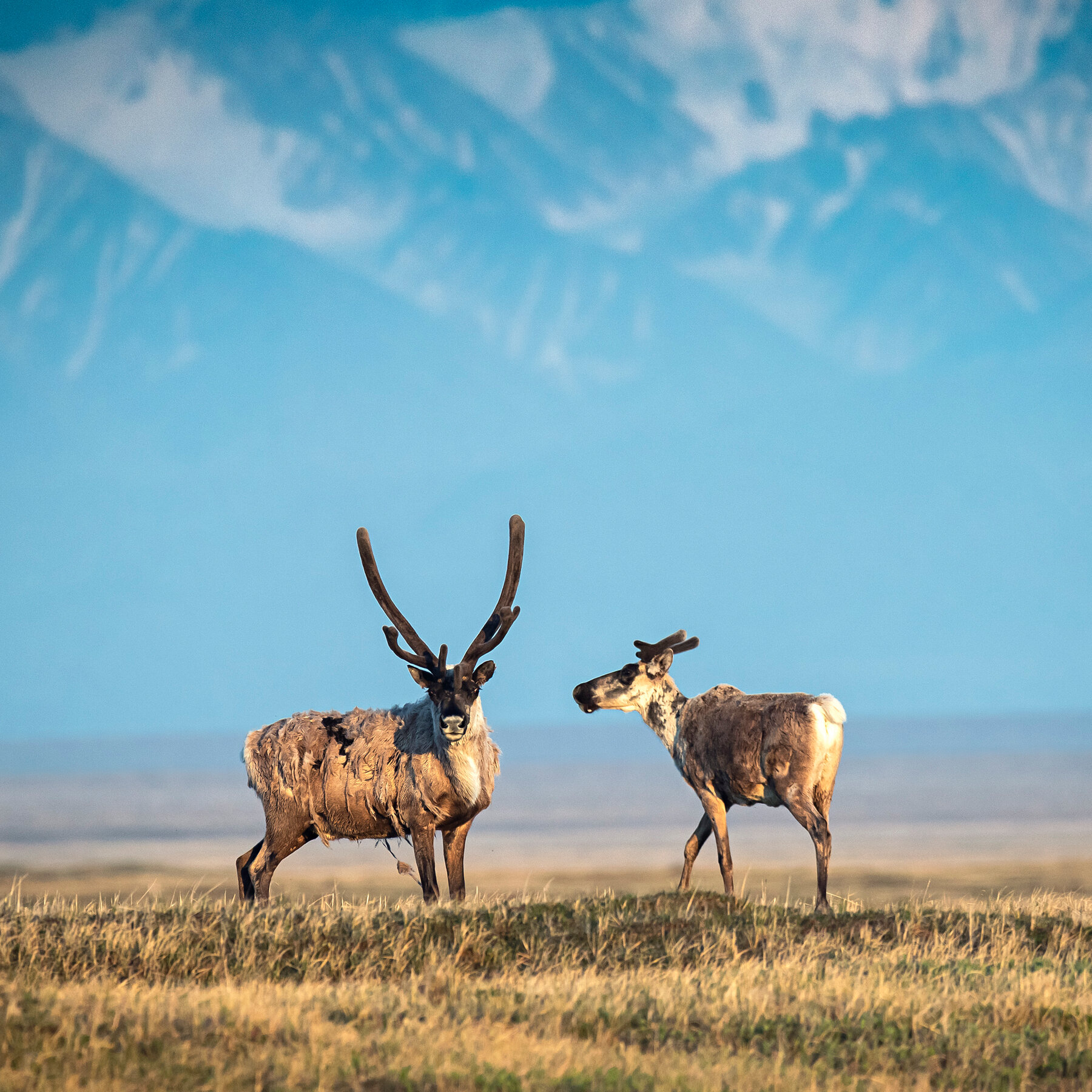 ANWR Oil Draws Few Bids, Despite Trump’s Push for ‘Liquid Gold’