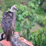 Radio-tagged white-rumped vulture dies of electrocution in Nilgiris