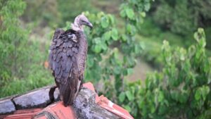 Radio-tagged white-rumped vulture dies of electrocution in Nilgiris