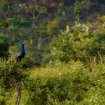 Teeming peacock population throws new challenges to Kuppam farmers, foresters