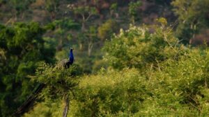 Teeming peacock population throws new challenges to Kuppam farmers, foresters