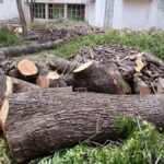 Trees worth lakhs illegally felled on Devakottai government hospital premises; tahsildar orders probe