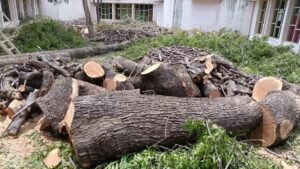 Trees worth lakhs illegally felled on Devakottai government hospital premises; tahsildar orders probe