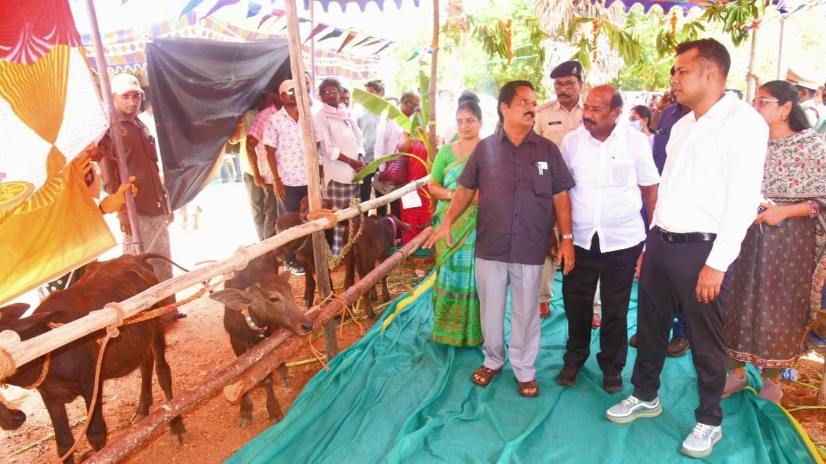 Government launching animal-centric breeding to boost dairy farmers’ income, says Collector