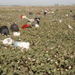 Trump’s trade war has a new target: forced labor. The case behind it is far from simple
