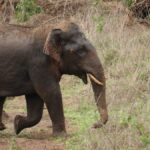 Wild elephant attack claims 65-year-old man in Kerala’s Wayanad