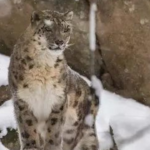 Snow leopard conservation body in Ladakh soon