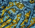 Australia news live: arrival of H5N1 bird flu a ‘genuine wildlife emergency’, experts say; fuel excise rebate extended for extra month