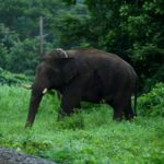Experts question Kerala’s move to assess carrying capacity of forests and conduct wildlife census to mitigate conflicts