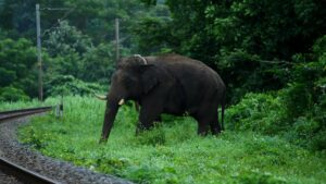 Experts question Kerala’s move to assess carrying capacity of forests and conduct wildlife census to mitigate conflicts