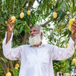 From cotton to chilli and now mango, a farmer-breeder’s long harvest