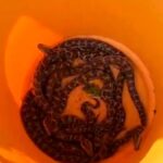 18 python hatchlings found on house premises in Thrissur