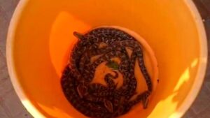 18 python hatchlings found on house premises in Thrissur