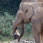 Munnar panchayat will impose plastic ban from July
