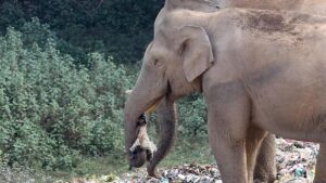 Munnar panchayat will impose plastic ban from July