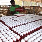 Egg prices soar in Hyderabad as supply crunch pushes retail rates higher