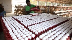 Egg prices soar in Hyderabad as supply crunch pushes retail rates higher