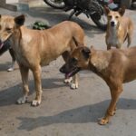 Madras High Court takes up suo motu case to protect people from stray dogs in Tamil Nadu, Puducherry