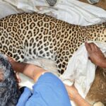 Leopard rescued in Tarikere