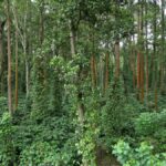 Kodagu residents propose community buyback of land purchased by spiritual guru near Malma Hill