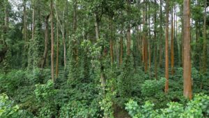 Kodagu residents propose community buyback of land purchased by spiritual guru near Malma Hill