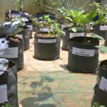 Terrace farming finds new roots in Telangana’s urban homes
