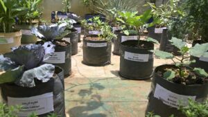 Terrace farming finds new roots in Telangana’s urban homes