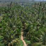 The green cost: Close to 2 lakh trees likely to be felled for Bidadi AI Township
