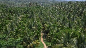 The green cost: Close to 2 lakh trees likely to be felled for Bidadi AI Township