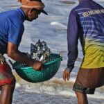Signals from the sea: why sardines, jellyfish are washing ashore