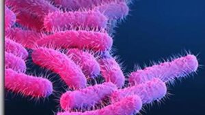 One more shigella death, seven fresh cases reported in Kerala