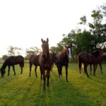 Karnataka High Court notice to Union and State governments on plea against shifting BTC’s racecourse to Kunigal Stud Farm