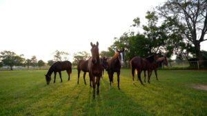 Karnataka High Court notice to Union and State governments on plea against shifting BTC’s racecourse to Kunigal Stud Farm