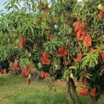 HDK urges Union Agri Minister to provide assistance under MIP to mango farmers