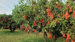 HDK urges Union Agri Minister to provide assistance under MIP to mango farmers