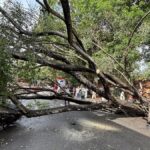 Unscientific pruning, neglect threaten Thiruvananthapuram’s tree wealth