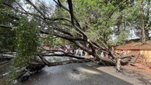 Unscientific pruning, neglect threaten Thiruvananthapuram’s tree wealth
