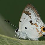 Munnar wildlife division records new additions to regional checklist in faunal survey