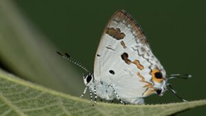 Munnar wildlife division records new additions to regional checklist in faunal survey